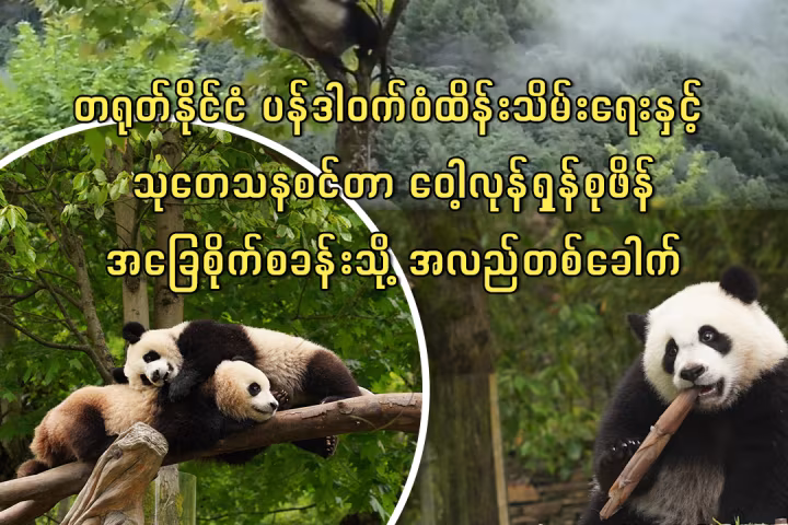 တရုတ်နိုင်ငံ ပန်ဒါဝက်ဝံထိန်းသိမ်းရေးနှင့် သုတေသနစင်တာ ဝေါ့လုန်ရှန်စုဖိန်အခြေစိုက်စခန်းသို့ အလည်တစ်ခေါက် ကြည့်ရှုခြင်း